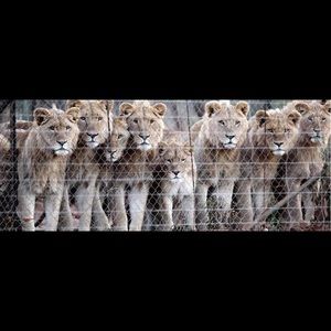 Meet your Posher, Zora